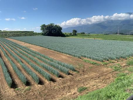 山梨 山梨 yamanashi,hokuto,山梨の写真素材