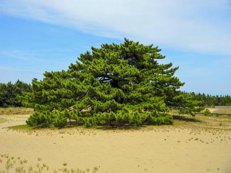 鳥取砂丘の風景 鳥取砂丘の風景の写真