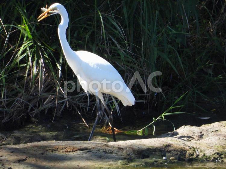 魚を掴み揚げた白鷺 鳥,野鳥,白鷺の写真素材