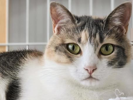 見つめる猫 見つめる猫 猫,ネコ,三毛猫の写真素材