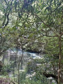 木々と透明な湖の写真