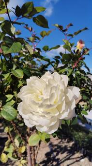 ローズ ローズ,バラ,薔薇の写真素材