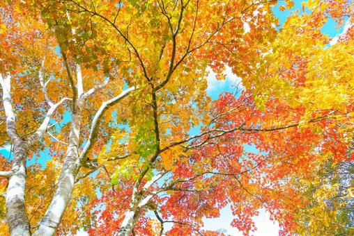 カラフルな紅葉の写真