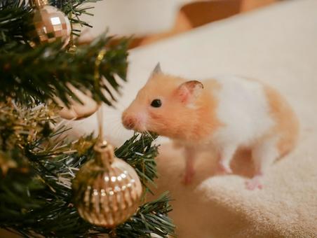 ハムスターのクリスマス クリスマス,メリークリスマス,12月の写真素材