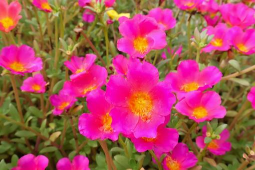 初夏から秋まで咲く庭のポーチュラカの花4 初夏から秋まで咲く庭のポーチュラカの花4の写真