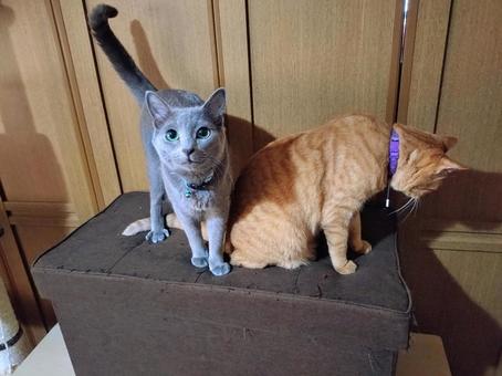Russian blue and brown tabby cat, JPG