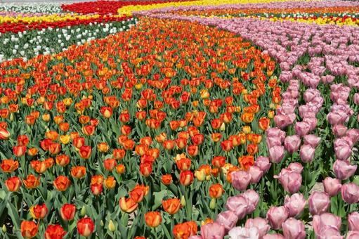 チューリップの大花壇 チューリップの大花壇の写真