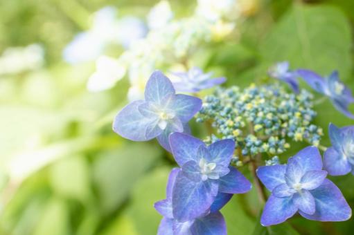 あじさい あじさい 紫陽花,あじさい,ガーデンの写真素材
