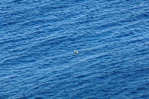 海のカモメ 海のカモメの写真