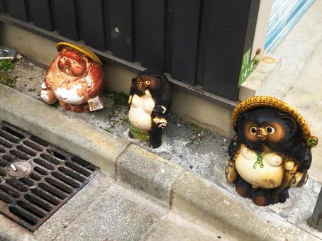 Photo, raccoon dog, home, street corner, 