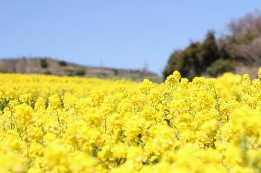 菜の花畑 菜の花畑の写真