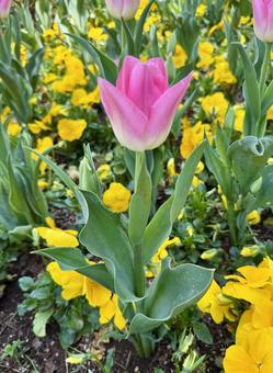 Pink tulip flowers, JPG Pink tulip flowers, JPG