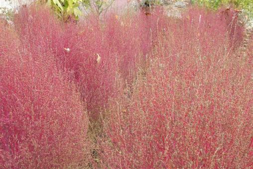 赤いコキア コキア,赤いコキア,秋の写真素材