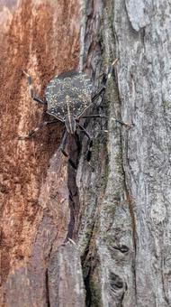 キマダラカメムシの写真