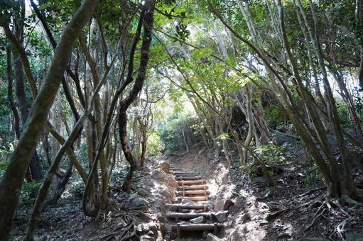 糸島 木々深い芥屋の大門公園1 糸島 木々深い芥屋の大門公園1 大門公園,トトロの森,芥屋の写真素材