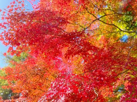 鮮やかに染まる秋 鮮やかに染まる秋 紅葉,秋,もみじの写真素材