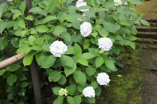Hydrangea 49, JPG