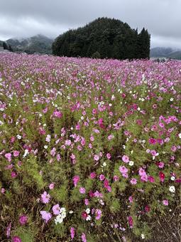 早朝のコスモス 早朝のコスモスの写真