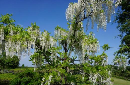 Wisteria and sky, JPG