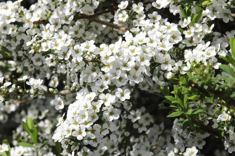 ユキヤナギ 花木,花,雪柳の写真素材
