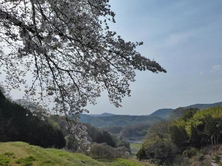 桜景色 桜景色の写真