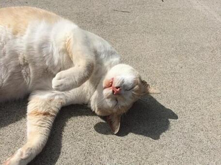 野良猫 野良猫の写真