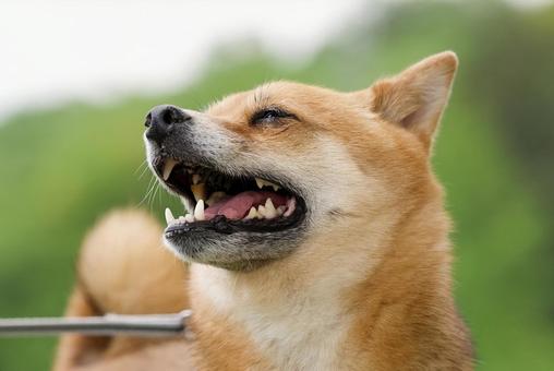 ワンコの顔(柴犬) ワンコの顔(柴犬)の写真