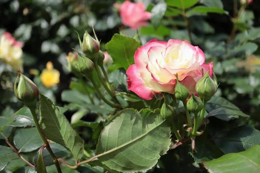 バラ園にて綺麗な薔薇を撮った写真です バラ園にて綺麗な薔薇を撮った写真です 花,薔薇,自然の写真素材