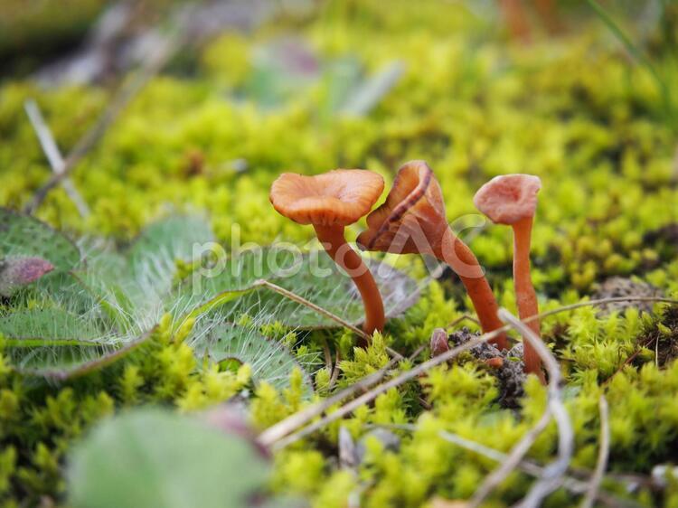苔の中に生えた小さなきのこのマクロ写真 きのこ,アップ,キノコの写真素材