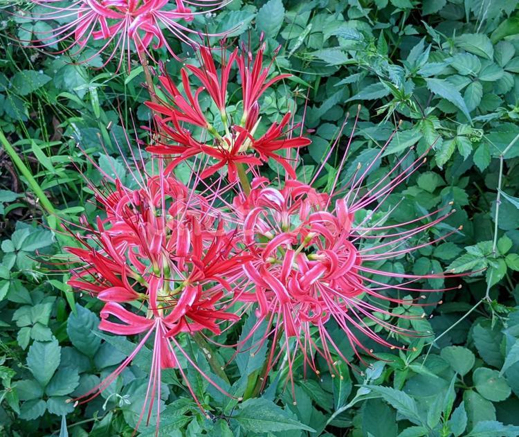 野原に咲く赤い彼岸花のクローズアップ 彼岸花,ヒガンバナ,赤いの写真素材