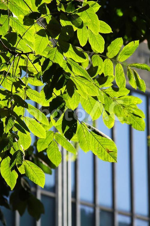 新緑のイメージ 新緑,新緑のイメージ,イメージの写真素材