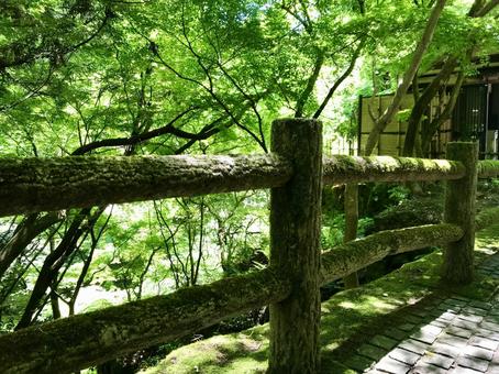 苔むした木の柵 森,緑,柵の写真素材