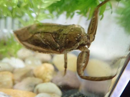 Photo, tagame, insect, giant water bug, 