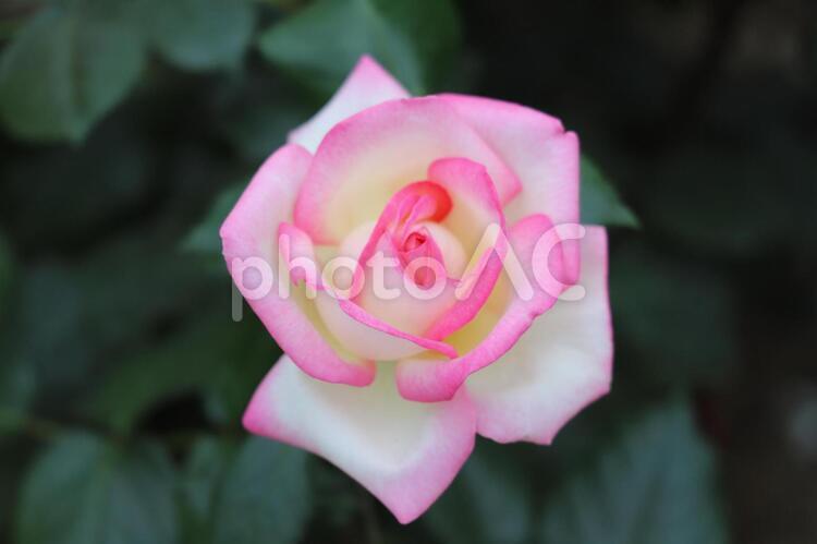 薔薇　１５　プリンセスドゥモナコ 薔薇,バラ,ばらの写真素材