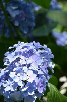 あじさいの写真