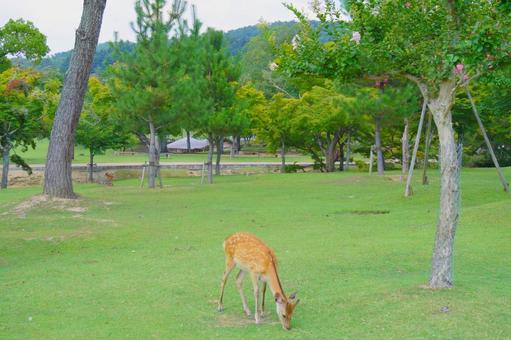 広場と鹿 奈良県 広場と鹿 奈良県の写真