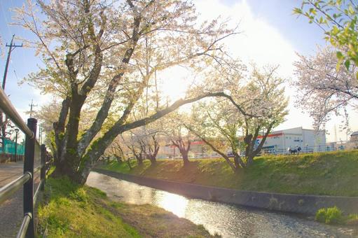 [愛知県]丹羽郡大口町の五条川の桜並木 桜,桜並木,菜の花の写真素材