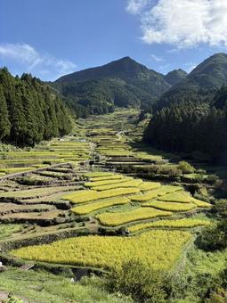 四谷の千枚田の写真