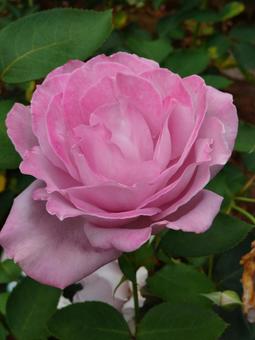 清楚なピンクのバラ 清楚なピンクのバラの写真
