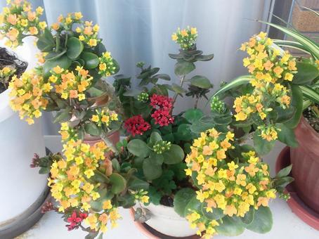 カランコエ カランコエ,寄せ植え,冬の花の写真素材