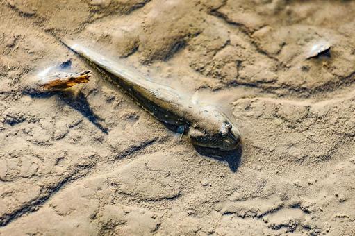 ムツゴロウ むつごろう,ムツゴロウ,ムツの写真素材