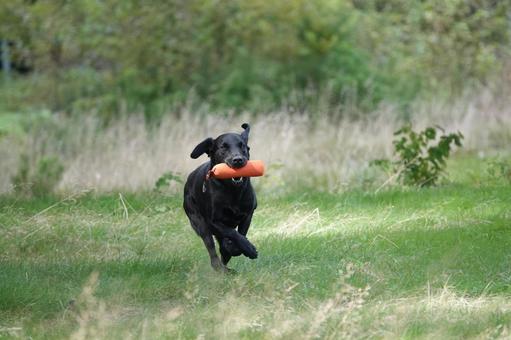 The Retrievers The Retrieversの写真