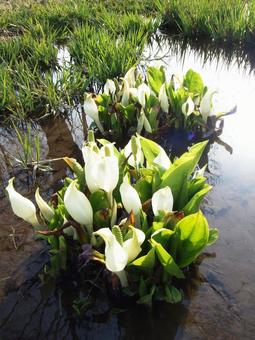 ミズバショウ ミズバショウ,水芭蕉,春の写真素材