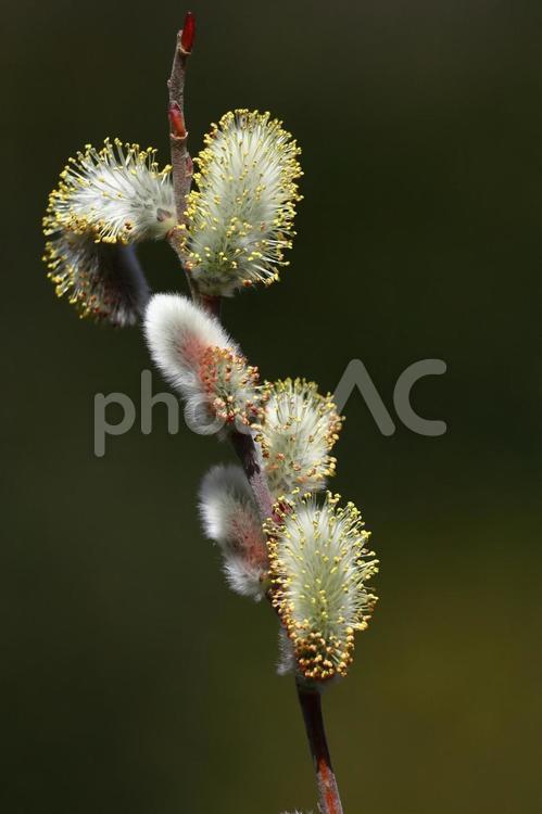 猫の尻尾に似た花 ネコヤナギ,花,ヤナギ科の植物の写真素材