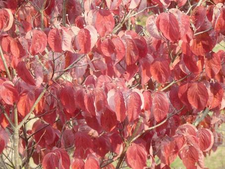 【紅葉写真】美しい紅葉 紅葉,自然,風景の写真素材