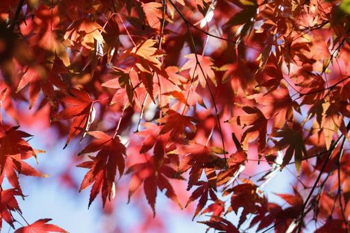秋の気配・色づく紅葉 秋の気配・色づく紅葉の写真