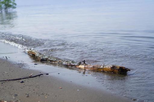 琵琶湖の流木 琵琶湖の流木 琵琶湖,湖,浜辺の写真素材