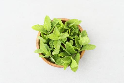 スペアミント ミント,スペアミント,ハーブの写真素材