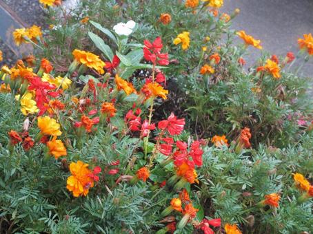 お花ばたけでの写真