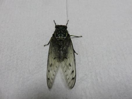 ミンミンゼミ ミンミンゼミ 蝉,ミンミンゼミ,セミの写真素材